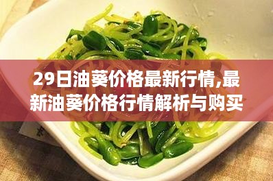 最新油葵价格行情解析与购买指南，掌握市场趋势，精明选购油葵
