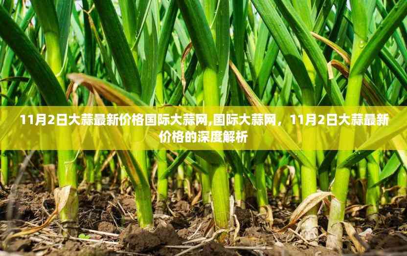 11月2日大蒜最新价格深度解析,国际大蒜网全面报道